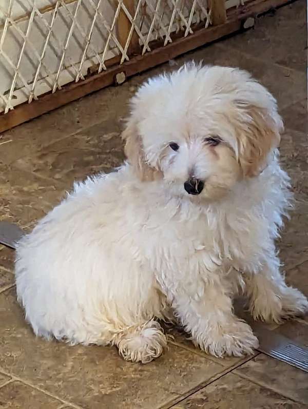 male-champagne-curly-haired-miniature-poodle