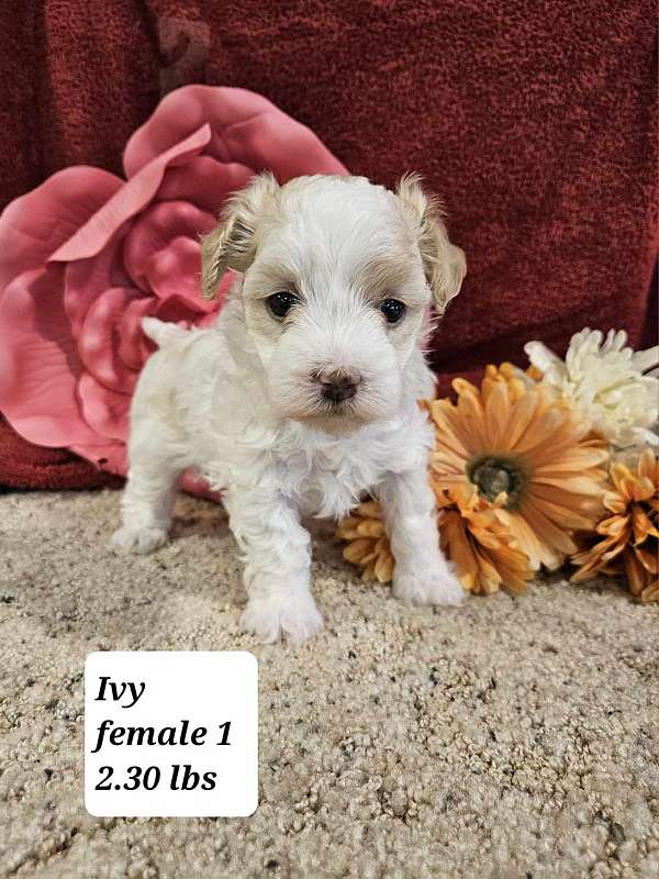 female-white-medium-haired-malti-poo