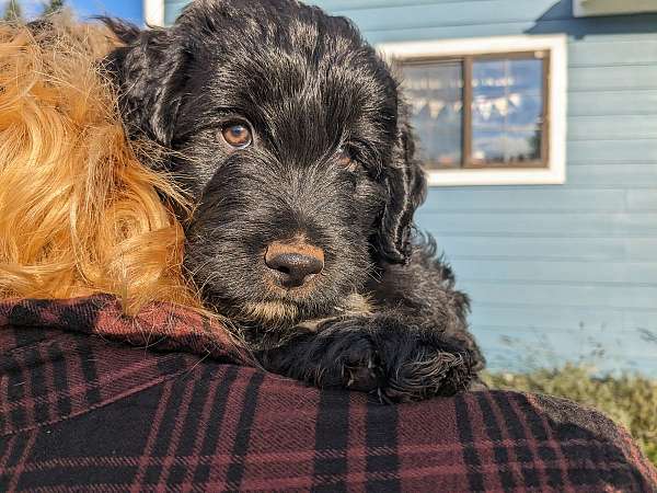 curly-haired-male-miniature-aussiedoodle