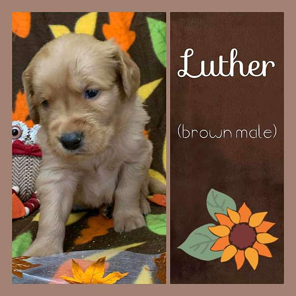 Luther akc golden retriever
