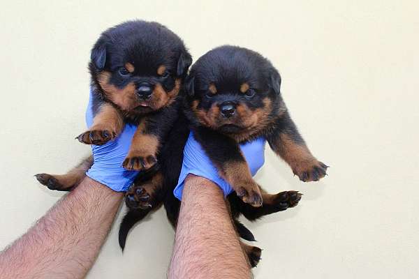 female-rottweiler-dog