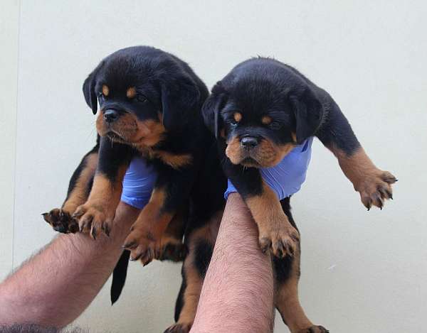 female-rottweiler-dog