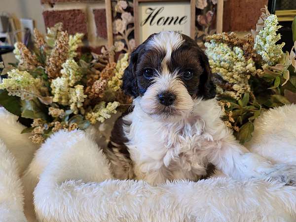 sable-tri-colored-cockapoo-cockapoo