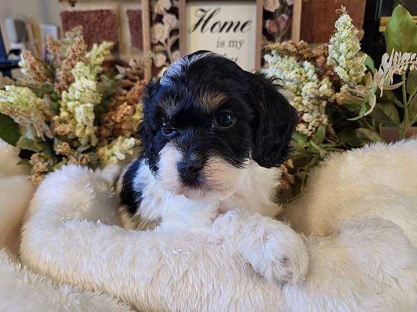 tri-colored-cockapoo-cockapoo