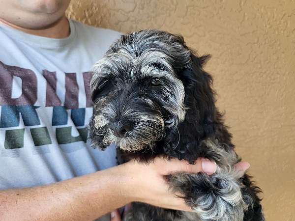 male-cockapoo-puppy