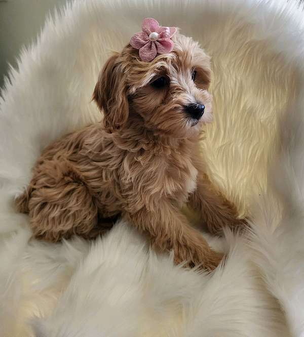 hypoallergenic-cavachon-puppy