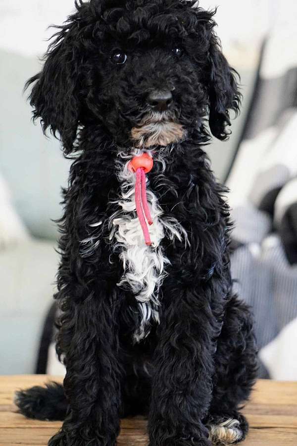 standard-black-sheepadoodle