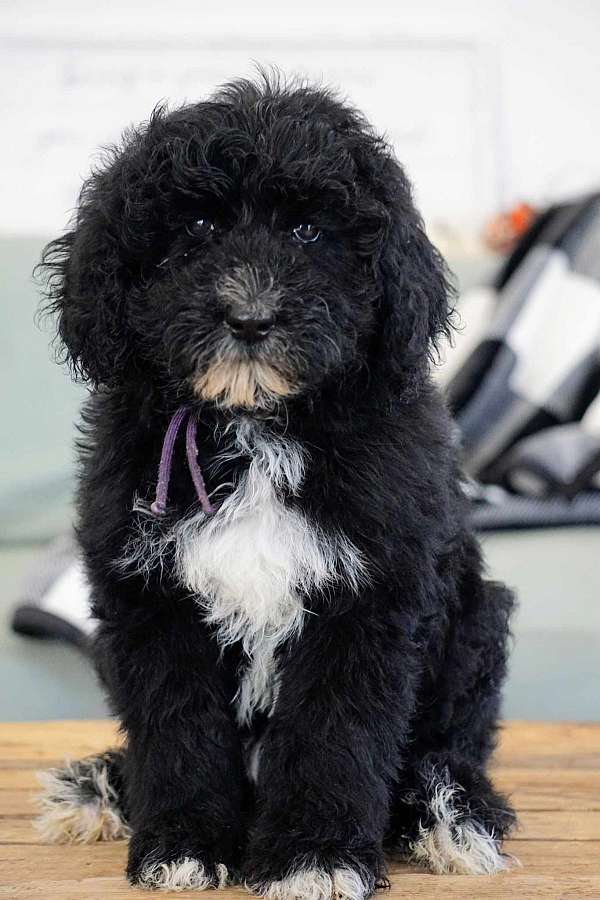 family-puppy-sheepadoodle