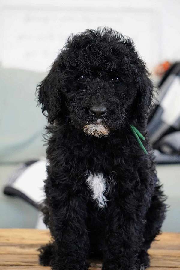 trainable-sheepadoodle