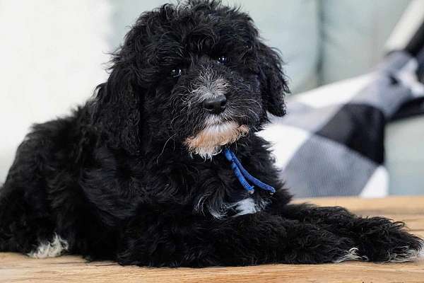 trained-sheepadoodle