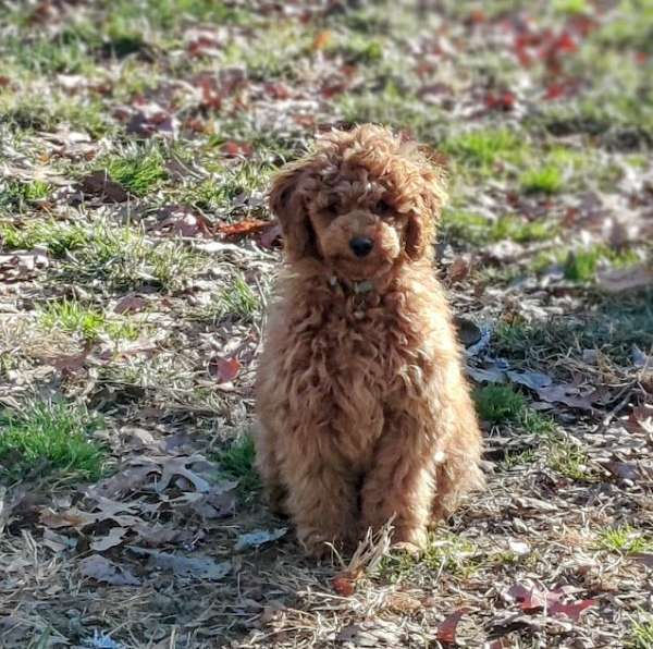toy-red-miniature-poodle