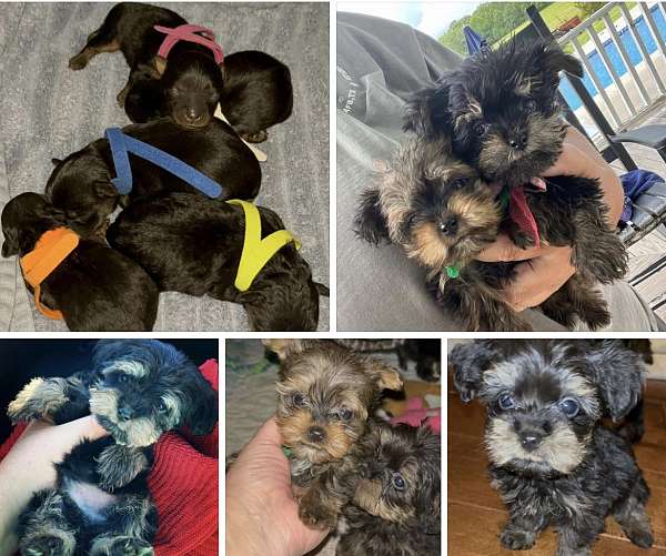 male-yorkipoo-dog