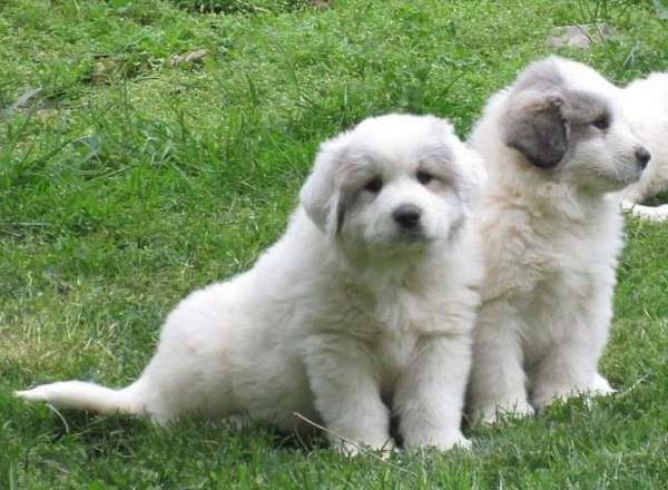 gray-great-pyrenees