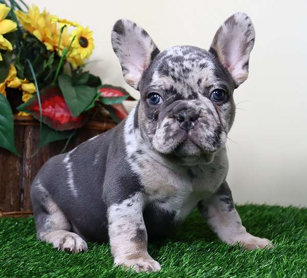 Beau Male French Bulldog