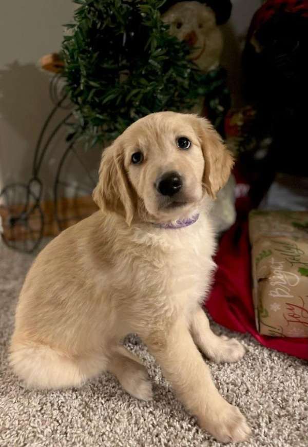 straight-haired-mixed-golden-retriever