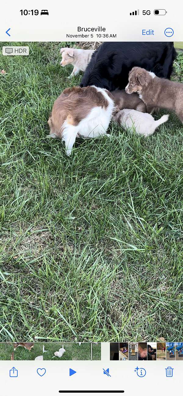 mixed-australian-shepherd-dog