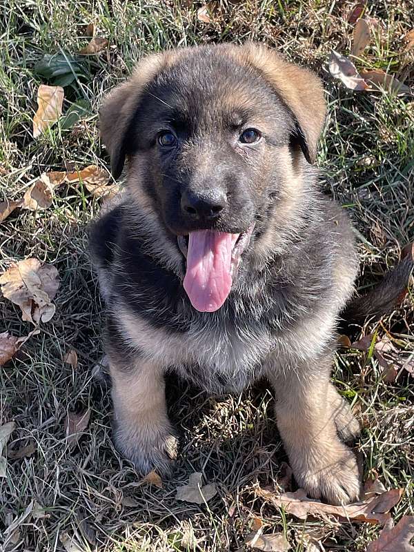 short-haired-german-shepherd