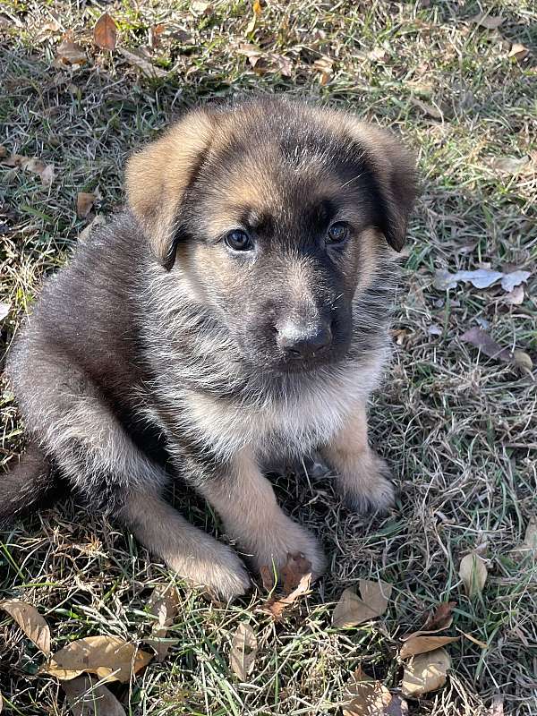 black-tan-german-shepherd