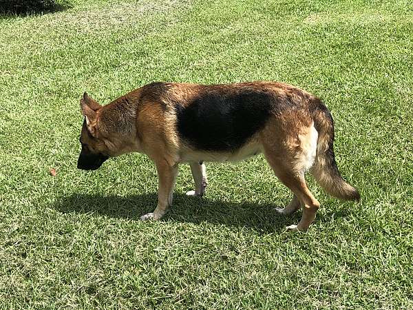 black-tan-short-haired-dog