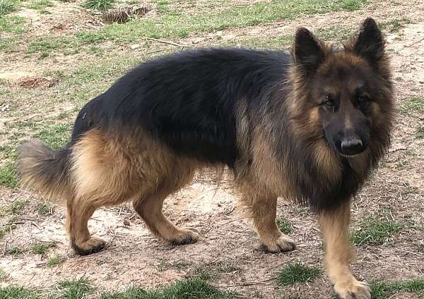 black-tan-short-haired-german-shepherd