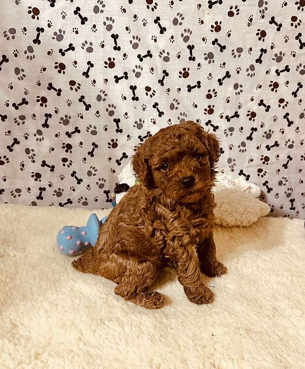 male-toy-poodle-dog