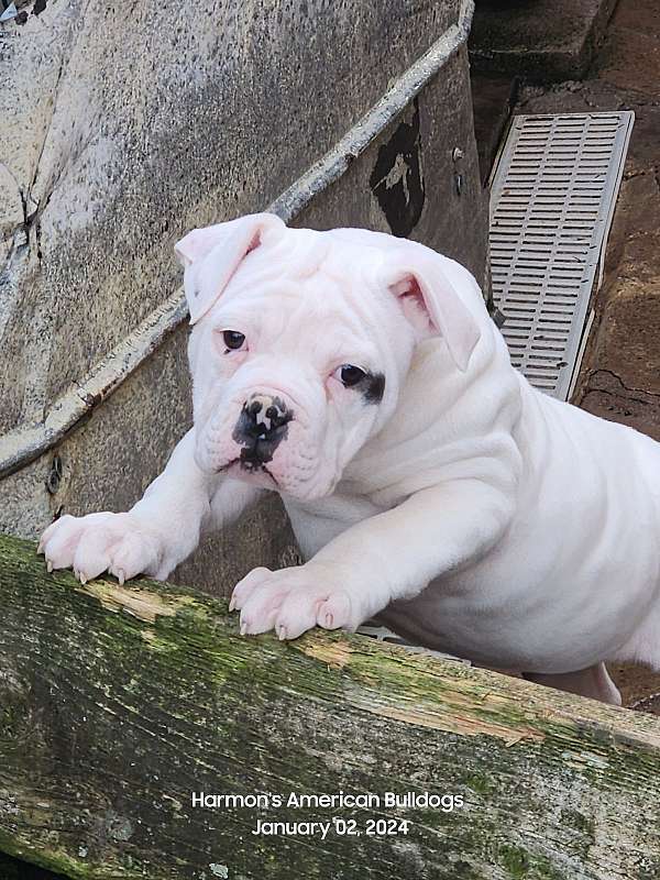 white-american-bulldog