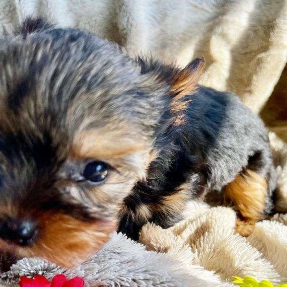 brown-yorkshire-terrier