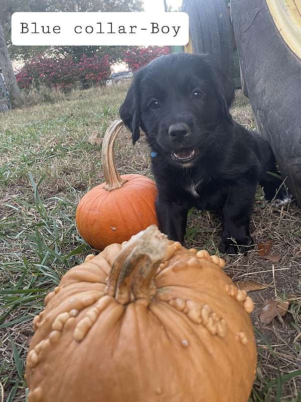 male-golden-mountain-dog