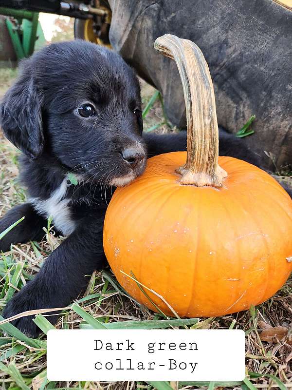 golden-mountain-puppy