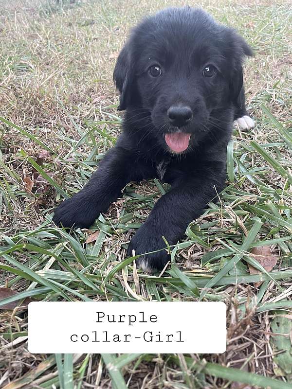 female-golden-mountain-puppy