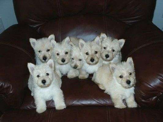 scottish-terrier-puppies-for-sale-near-me-puppy