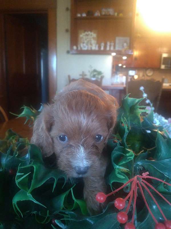 curly-haired-cavapoo-puppy