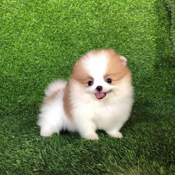 mixed-pomeranian-dog