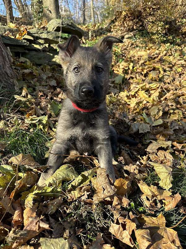 medium-haired-german-shepherd