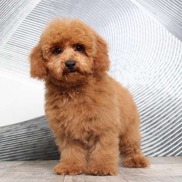 male-red-hypoallergenic-poodle-toy-poodle
