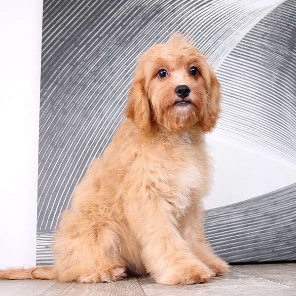 tan-cavapoo