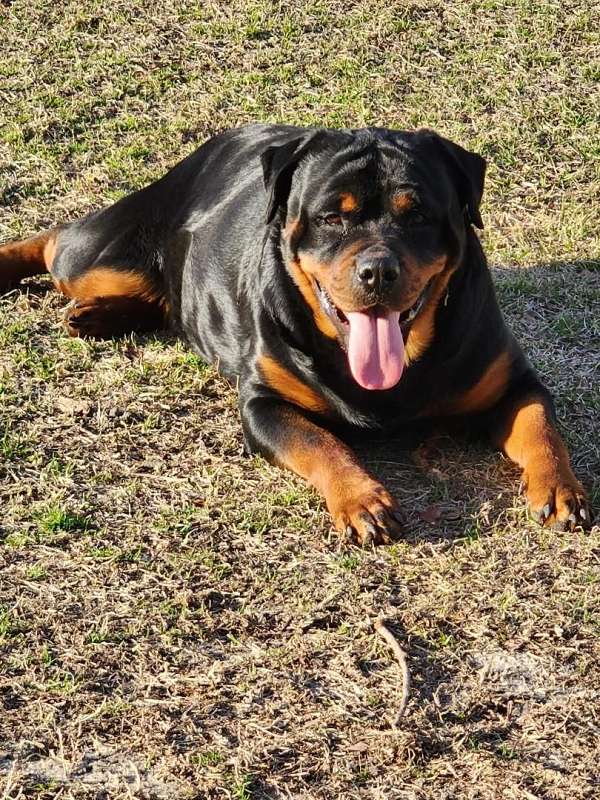 smooth-coated-rottweiler