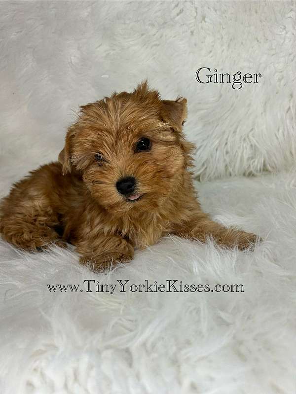 gold-single-coated-yorkshire-terrier