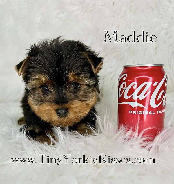 single-coated-yorkshire-terrier-puppy