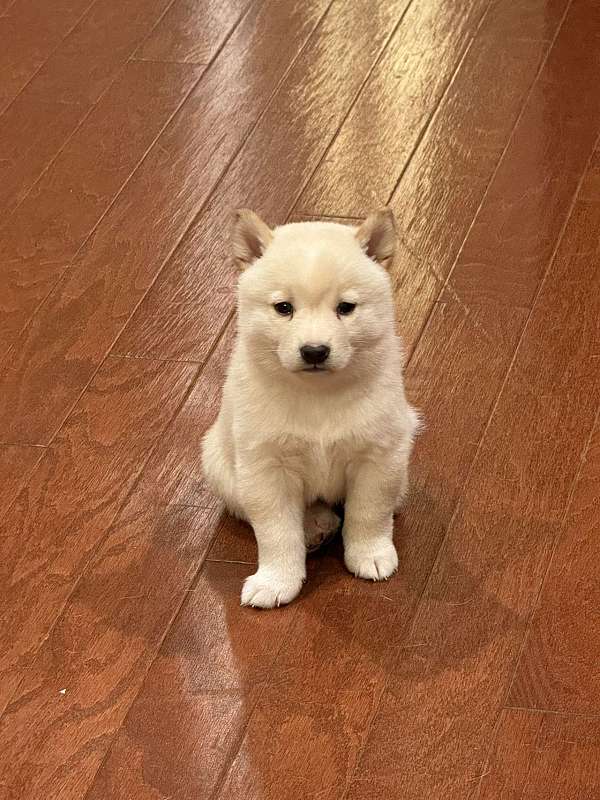 orange-white-shiba-inu