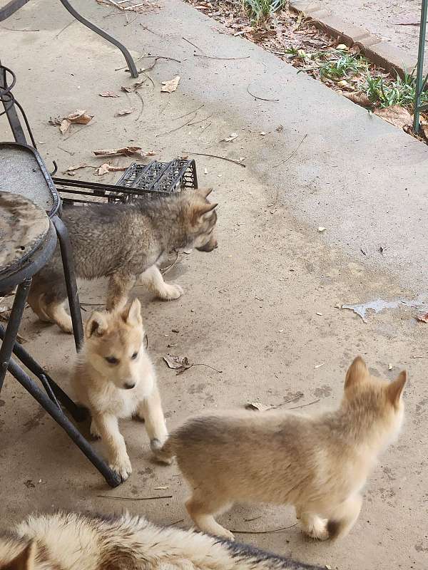 male-female-wolf-dog