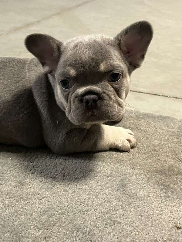 Daxton Male French Bulldog