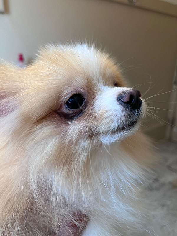 male-biscuit-white-double-coated-pomeranian