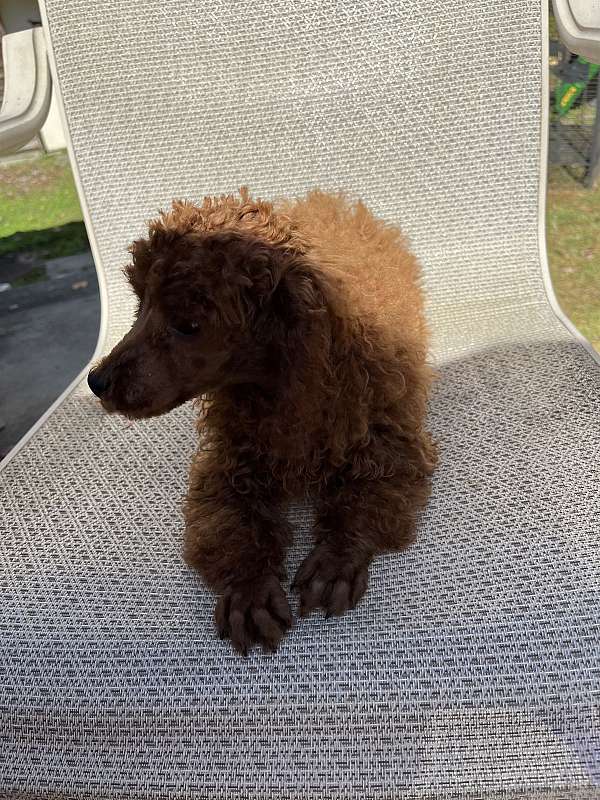 curly-haired-toy-poodle