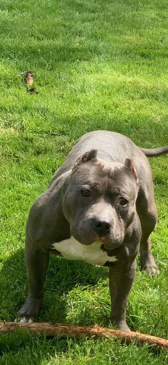 blue-gray-male-american-bully