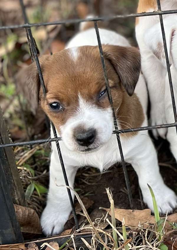 jack-russell-terrier-dog-for-sale