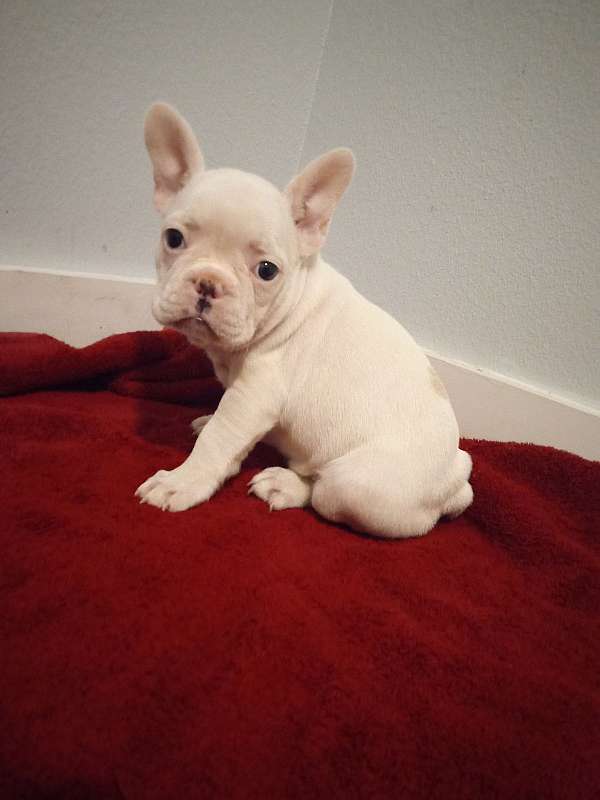 female-french-bulldog