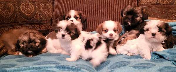 male-brown-long-haired-shih-tzu