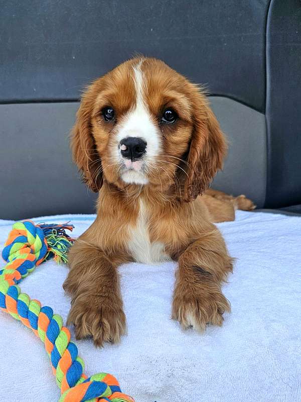 female-cavalier-king-charles-spaniel-dog