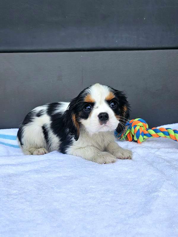 female-cavalier-king-charles-spaniel-dog